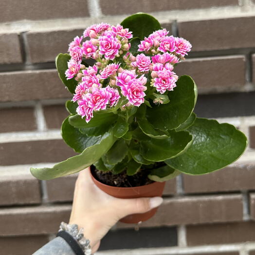 Каланхоэ розовое