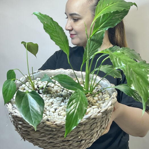 Комнатное растение антуриум или Мужское счастье