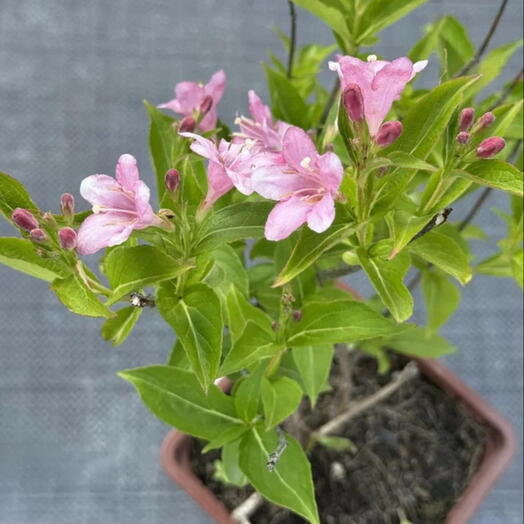 Вейгела гибридная "Бристоль Руби", Weigela hybrida "Bristol Ruby"