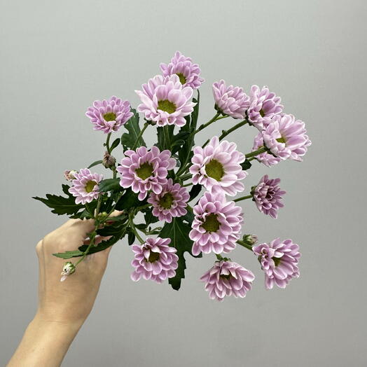 Сантини фиолетовая 💜