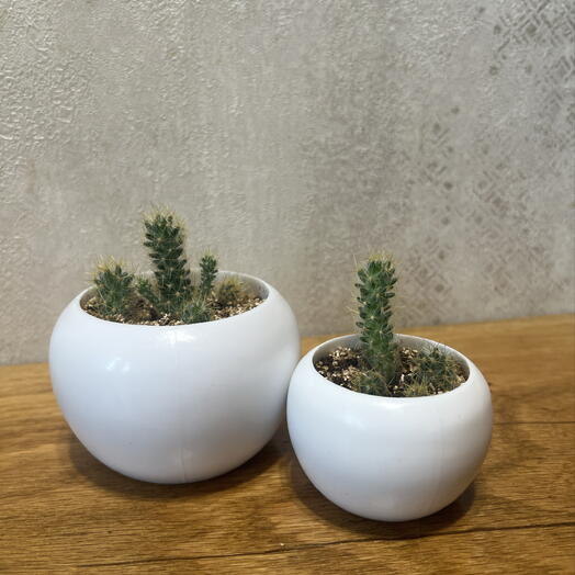 Кактусы (лат. cactus). Подарочное оформление композиции 🎁