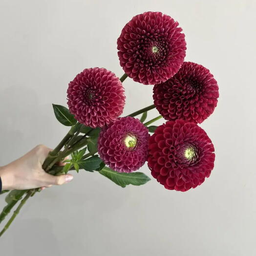 Георгины 5шт