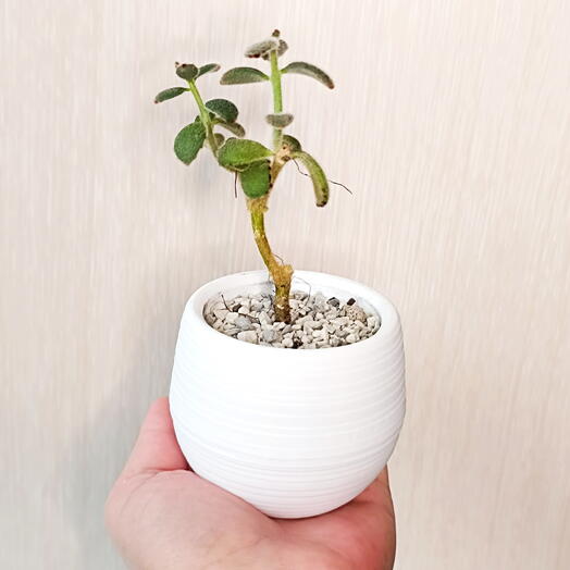 Суккулент в стиле "бонсай" Каланхоэ Войлочное (Kalanchoe tomentosa Chocolate Soldier ) в фактурном кашпо