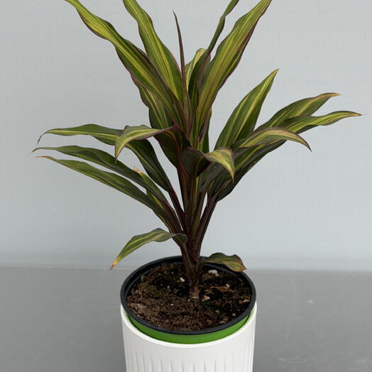 КОРДИЛИНА (CORDYLINE)
KIWI COMPASTA (13/45)
Цена: 1235 руб