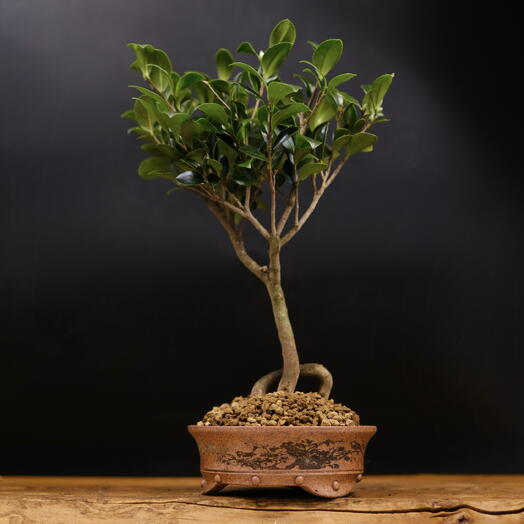 Бонсай Чай (Камелия), 30см, 9 лет