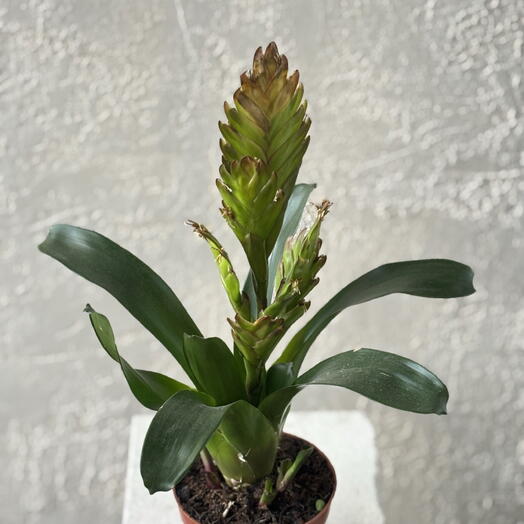 Bromelia ( бромелия)