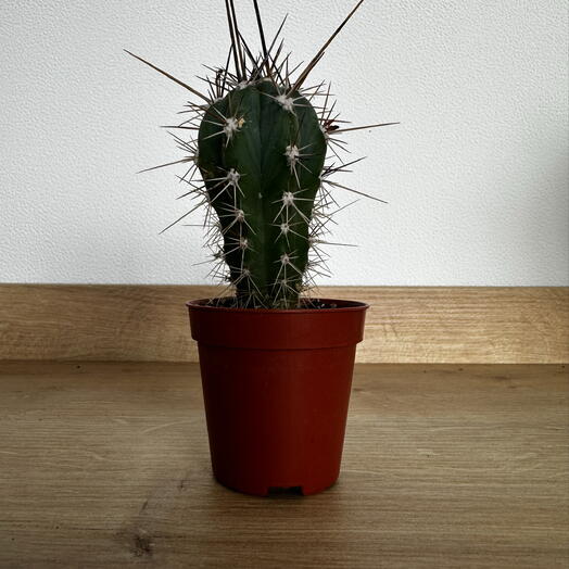 Stetsonia coryne – Argentine Toothpick Cactus