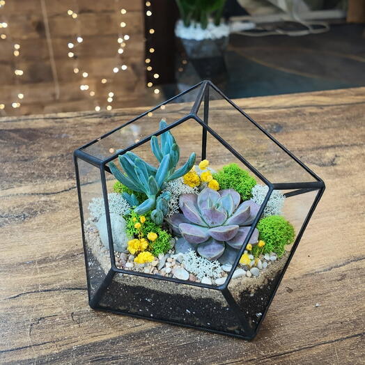 Florarium con suculentas