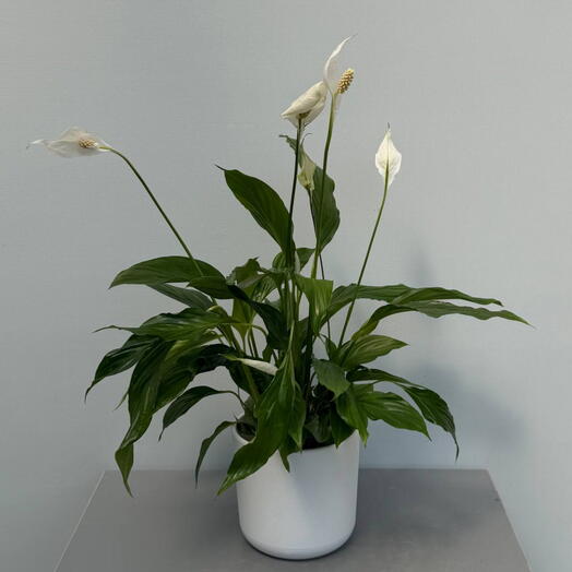 Спатифиллум (SPATHIPHYLLUM) STRAUSS