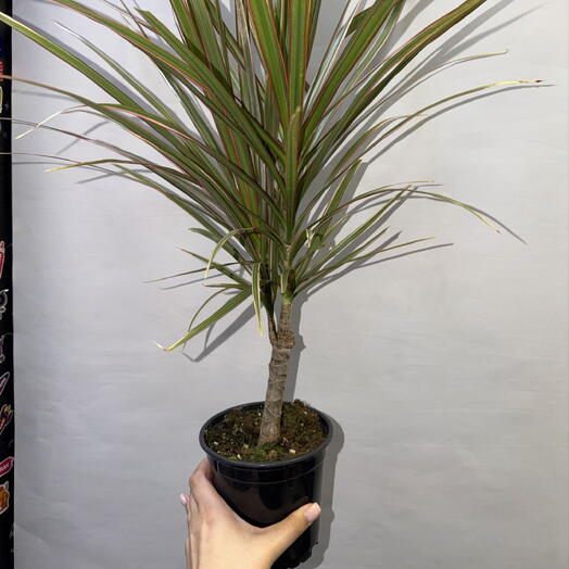 🌿 Драцена маргината «Tricolor» / Dracaena marginata Tricolor