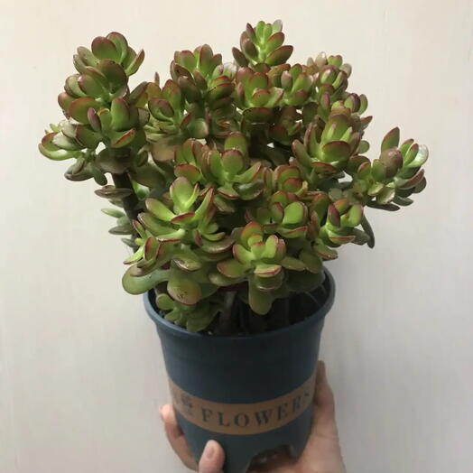 Красула овата Минор ( Денежное дерево)