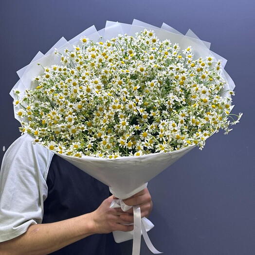 Ромашки кустовые