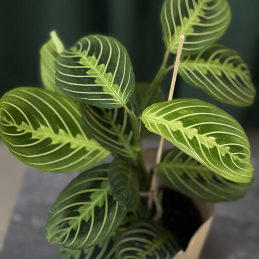 Маранта беложильчатая (Maranta Lemon Lime / Fascinator) в подарочной упаковке