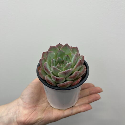 Суккулент Strawberry Almond 9/10 в горшке
