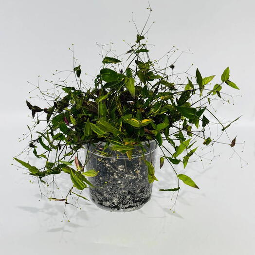 Домашнее растение традесканция миртолистная Tradescantia fluminensis белая невеста в техническом кашпо