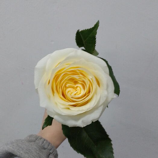 Роза жёлтая