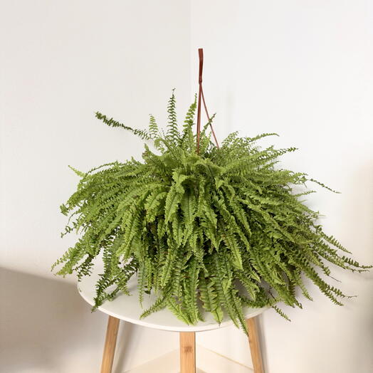 Nephrolepis