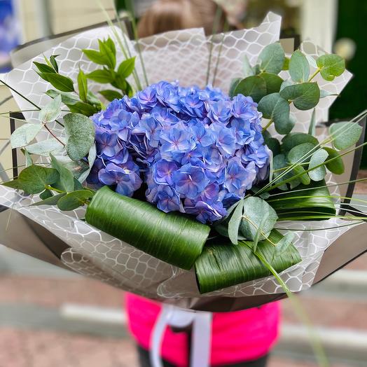 Hydrangea
