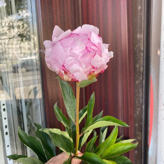 Peony " by Sarah Bernhardt»