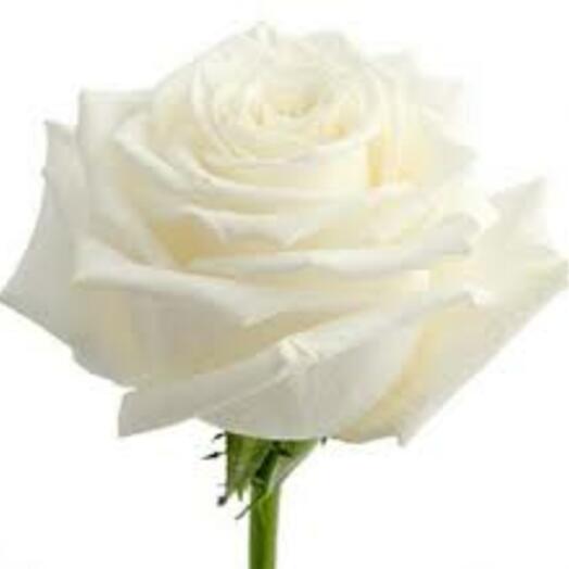 Playa blanca роза эквадор