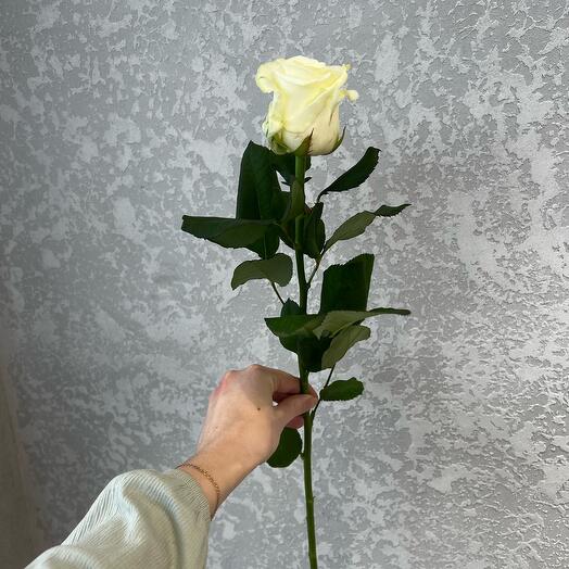 Белая роза импорт