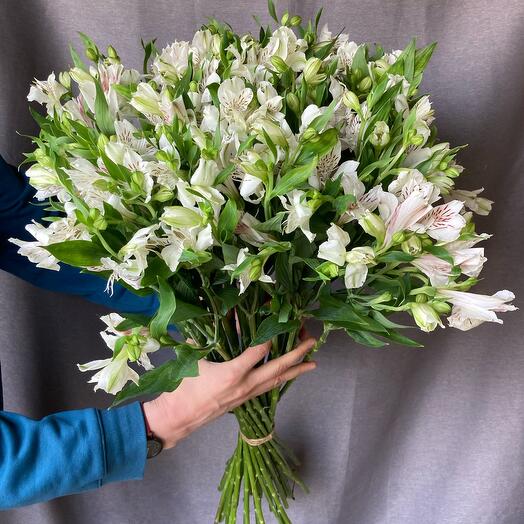 White elegant alstroemeria