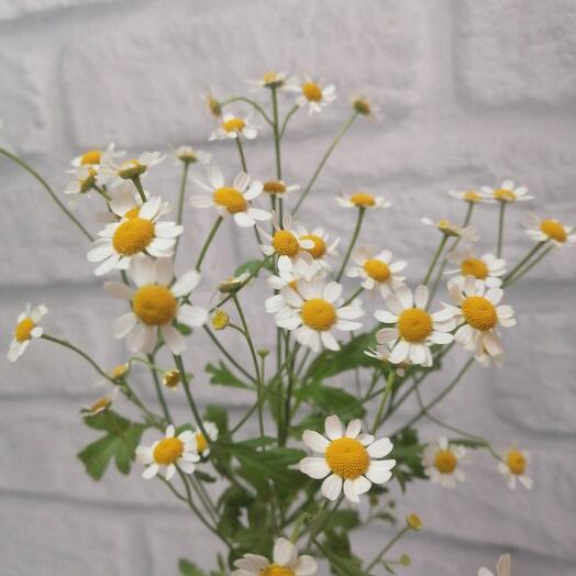 Tanacetum