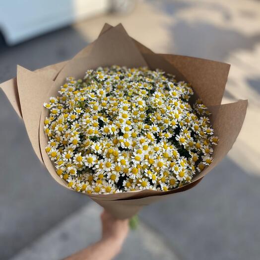 25 margaritas de arbusto en un paquete artesanal