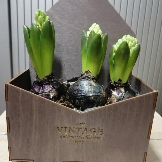 3 гиацинта в конверте Винтаж