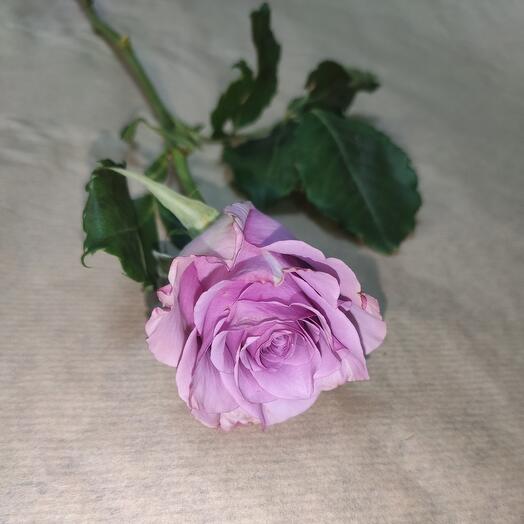 Rosa 50cm