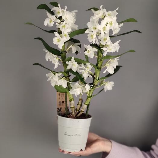 Planta de interior Dendrobium