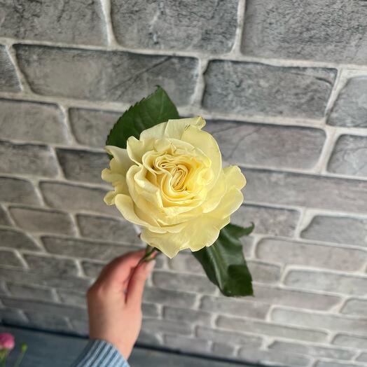 Rose, Mondial variety 60 cm