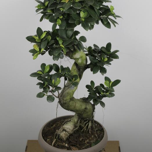 Ficus Microcarpa Ginseng S-type (D-21 H-75)