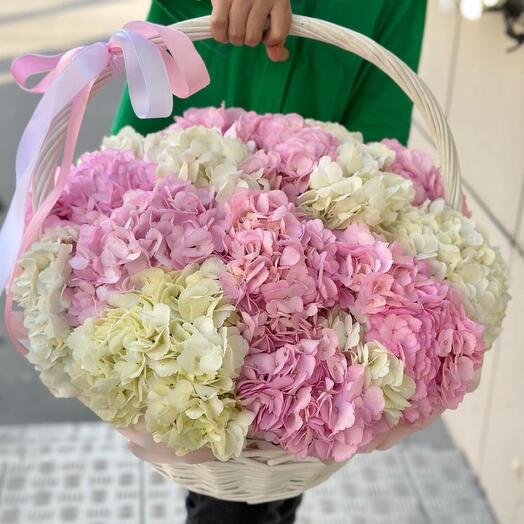 Ramo de 25 hortensias Mezcla en cesta