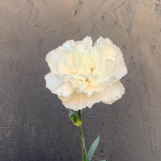 Clavel blanco