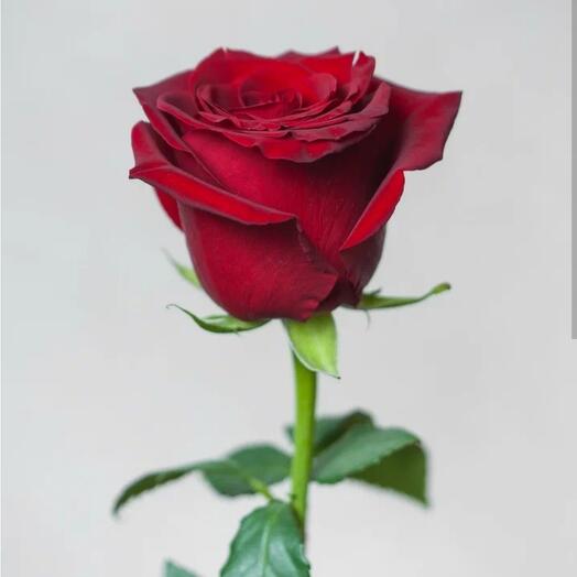 Роза Эксплорер 70 см