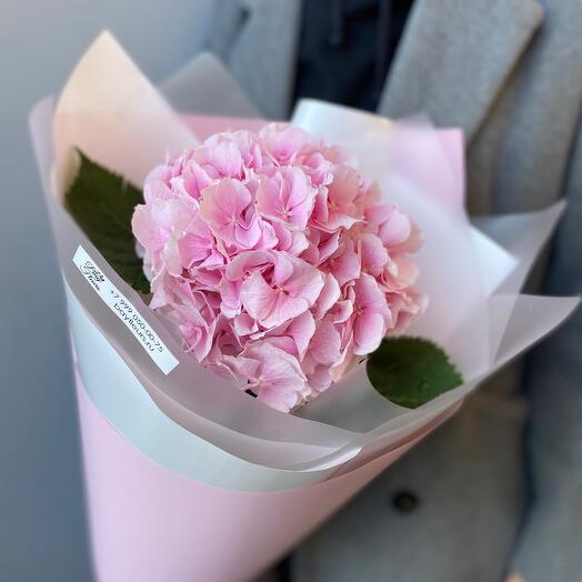 Гортензия розовая в стильной упаковке 🌸