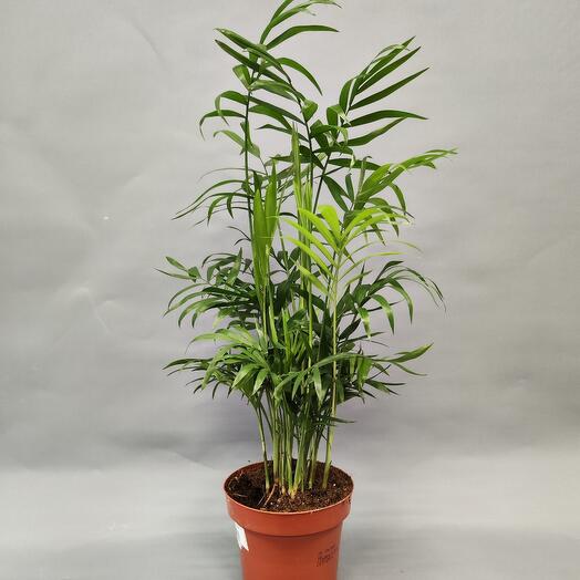 Хамедорея Elegans 12