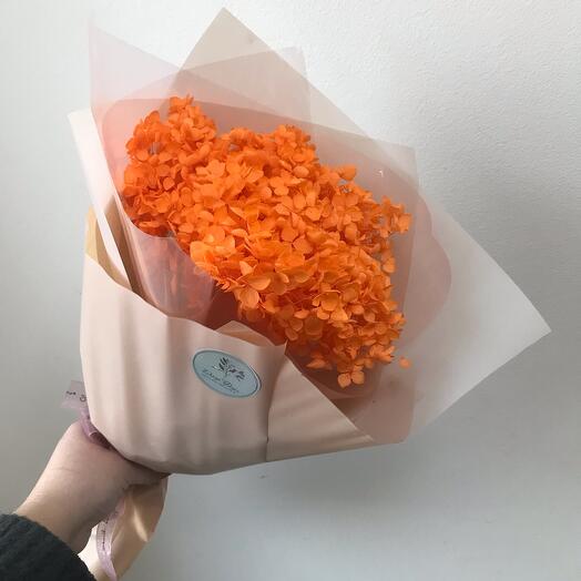 Рыжая гортензия