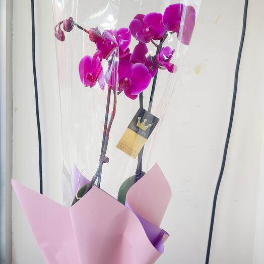 Фаленопсисы орхидея 1 orchidea