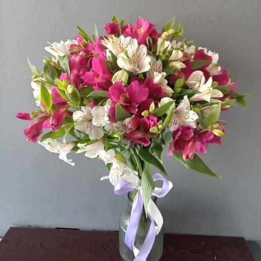 Alstroemeria 11