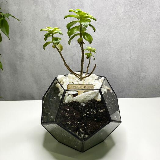 Дерево суккулент в флорариуме Шар S (Small, маленький)