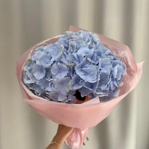 Hortensia 3