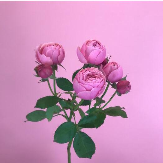 Роза кустовая пионовидная Сильва Пинк от 5шт