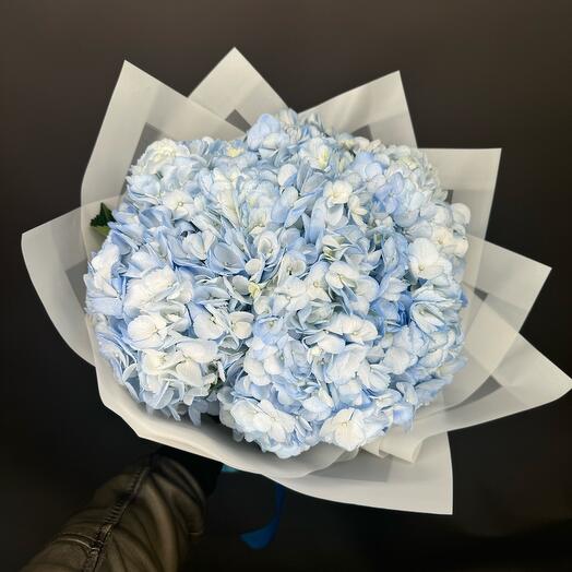 Гортензия голубая 7 💙