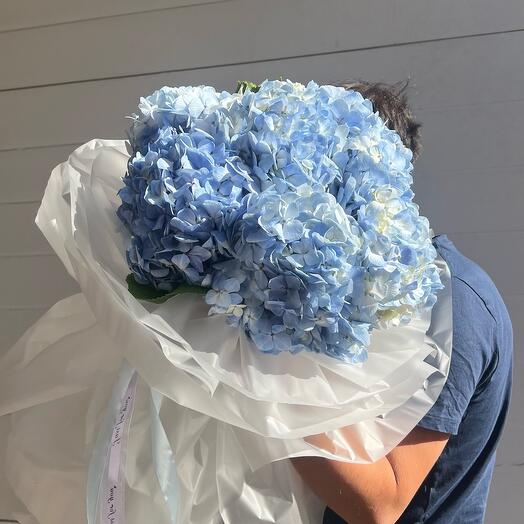 Гортензия небесная