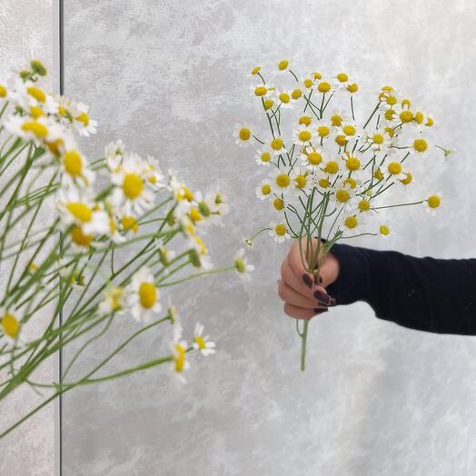 Танацетум ромашка