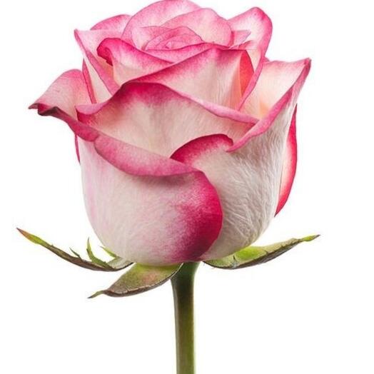 Розовая роза джумилия