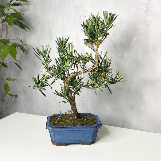 Бонсай Подокарпус Макрофилус Bonsai Podocarpus macrophyllus Shape Without Dri. Комнатное растение