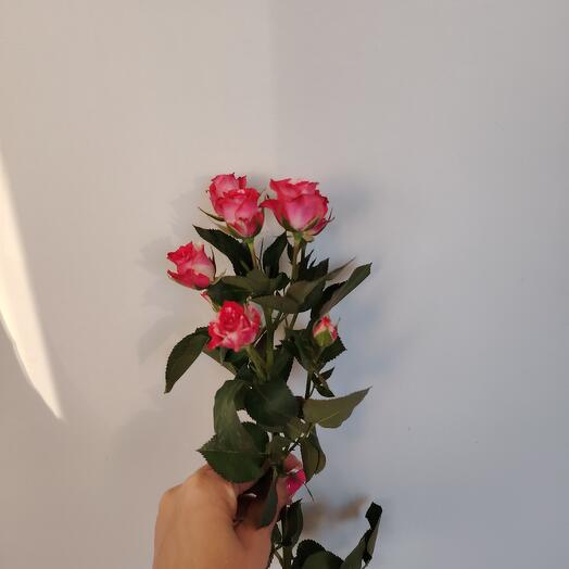 Роза кустовая